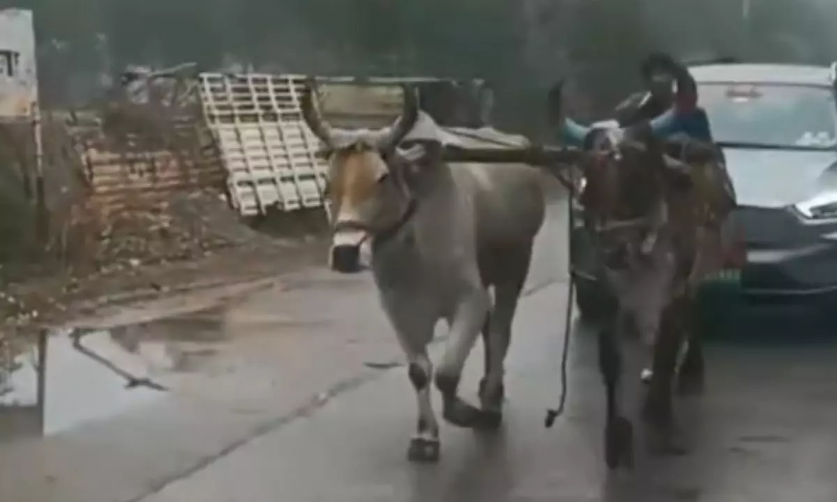 जहां थे वहीं लौटे! जब इलेक्ट्रिक कार को बैलगाड़ी ने खींचा, देखें VIDEO जहां थे वहीं लौटे! जब इलेक्ट्रिक कार को बैलगाड़ी ने खींचा, देखें VIDEO