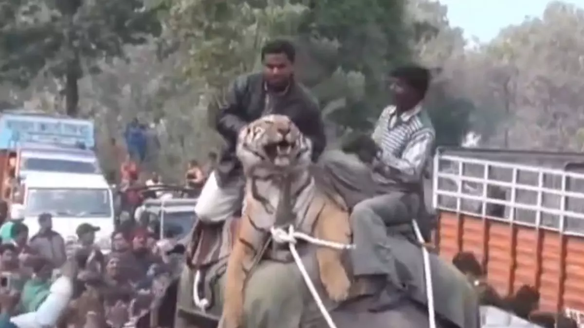 हाथी के ऊपर बाघ को घुमाने का वीडियो एक बार फिर वायरल, उठ रहे ये सवाल