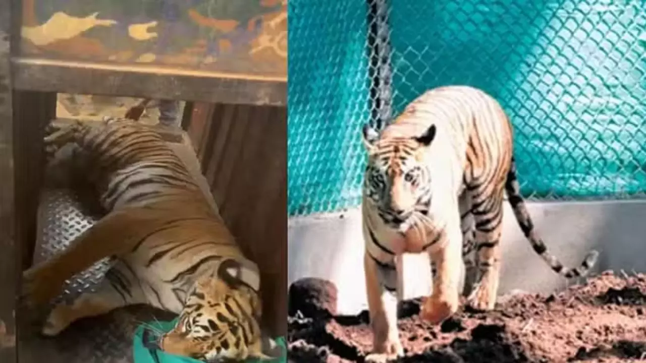 21 दिन में 3 राज्यों का सफर, कैसे पकड़ी गई सिमलीपाल टाइगर रिजर्व से भागी बाघिन ‘जीनत’? VIDEO