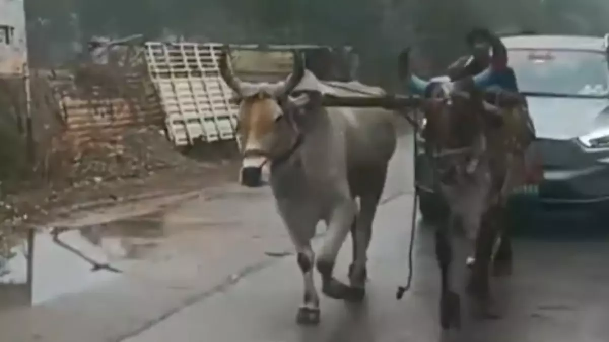 जहां थे वहीं लौटे! जब इलेक्ट्रिक कार को बैलगाड़ी ने खींचा, देखें VIDEO