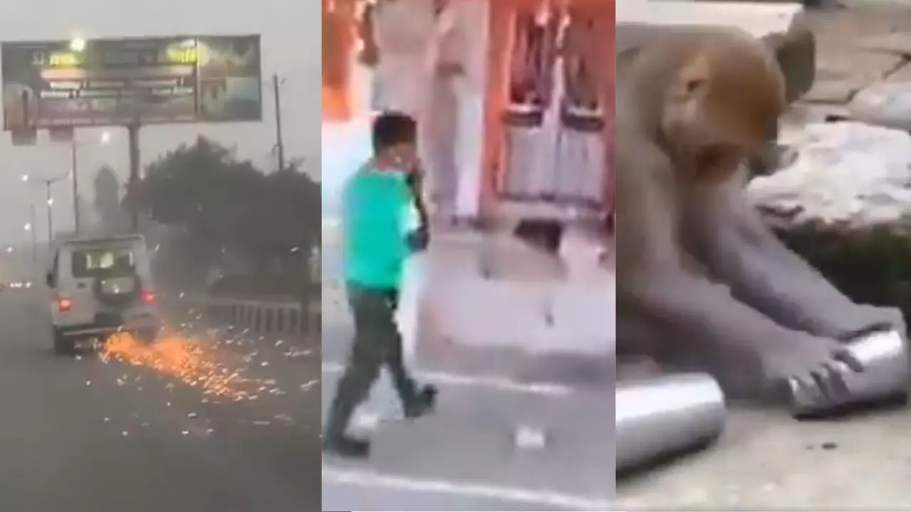 बंदरिया कर रही घर का काम, पूजा करने के बाद चोर ने मंदिर से चुराया मुकुट; देखें दिनभर के वायरल वीडियो