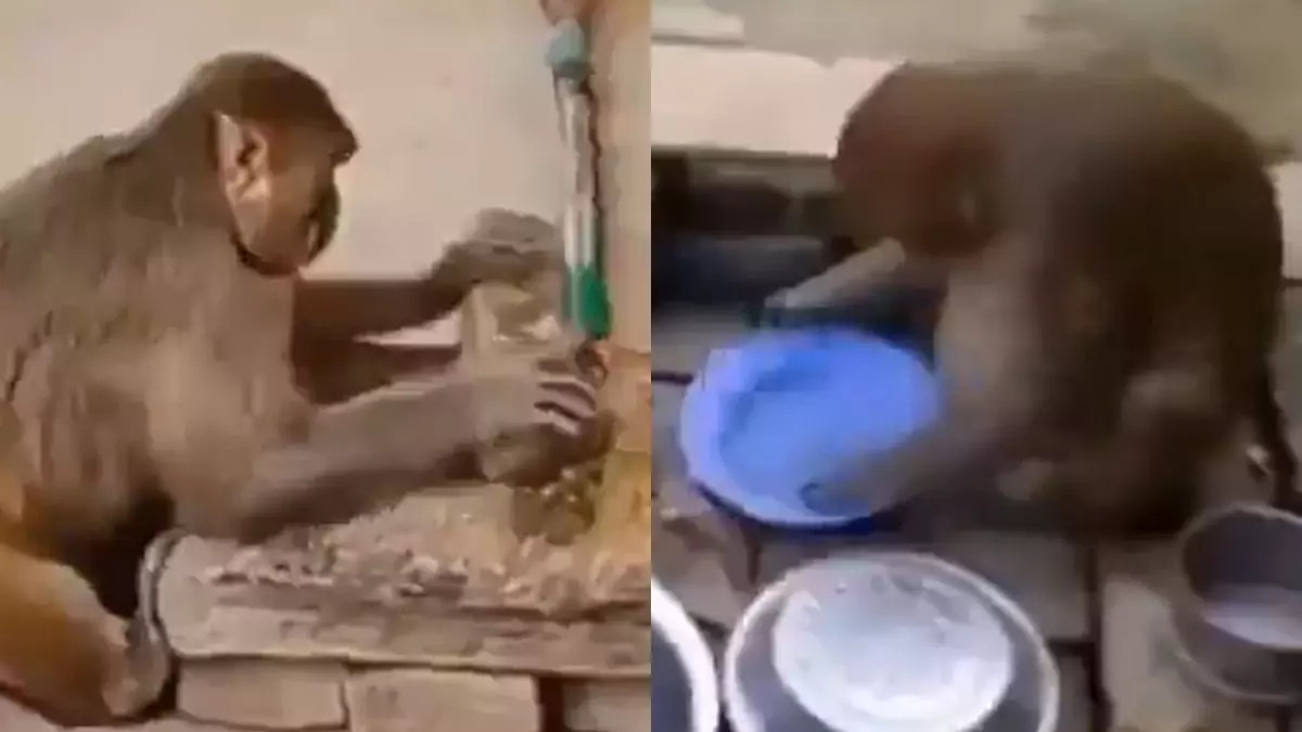 रोटी से लेकर मसाले पीसने तक बंदरिया करती है घर का सारा काम, VIDEO देख उड़ जाएंगे होश