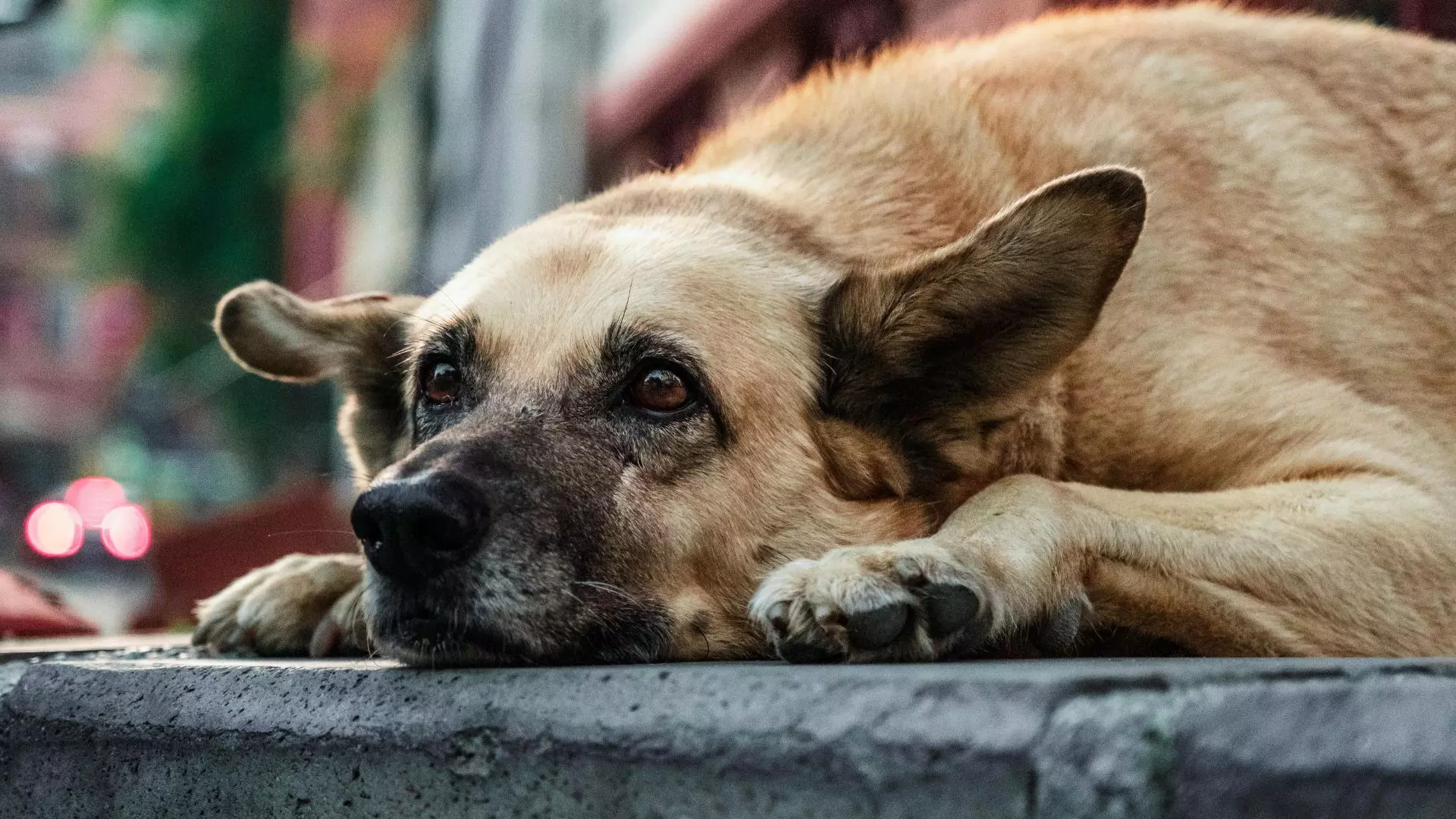 आवारा कुत्तों ने सात साल की बच्ची को किया लहूलुहान, अस्पताल में तोड़ा दम आवारा कुत्तों ने सात साल की बच्ची को किया लहूलुहान, अस्पताल में तोड़ा दम