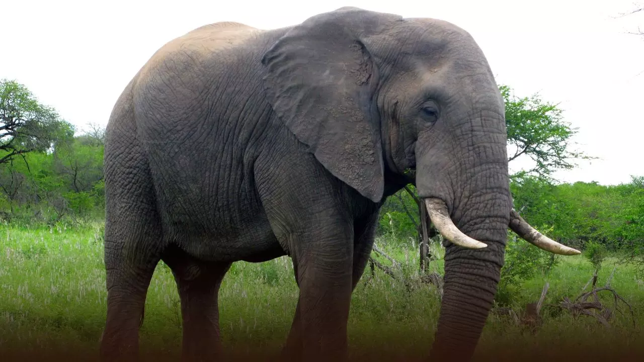 Wild Life प्रेमियों के लिए असम से आई खुशखबरी, हाथियों की आबादी हुई इतनी Wild Life प्रेमियों के लिए असम से आई खुशखबरी, हाथियों की आबादी हुई इतनी