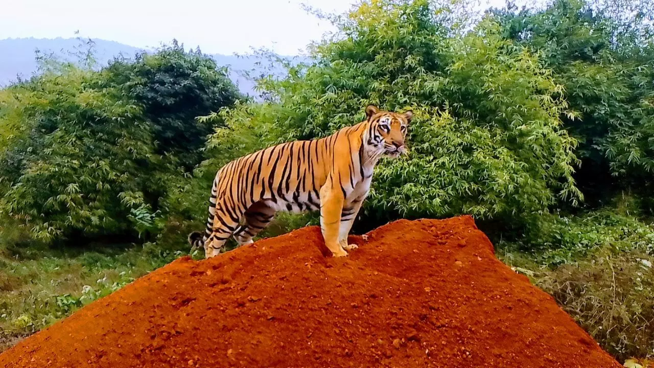 जीनत के बाद बंगाल बॉर्डर से 20 किलोमीटर दूर झारखंड में दिखा एक और बाघ, पुलिस और वन विभाग सतर्क
