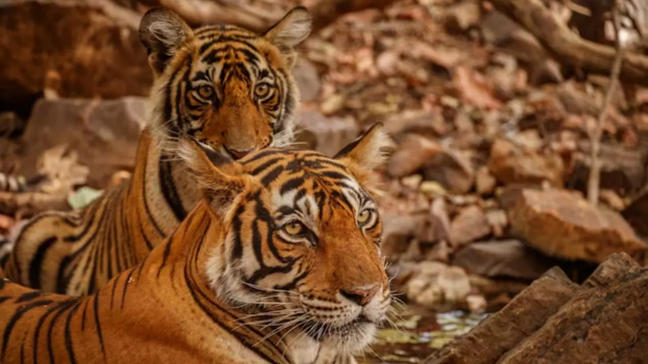 उत्तराखंड में हर साल हो रही 11 टाइगर्स की मौत, NTCA ने रिपोर्ट में किया चौंका देने वाला खुलासा