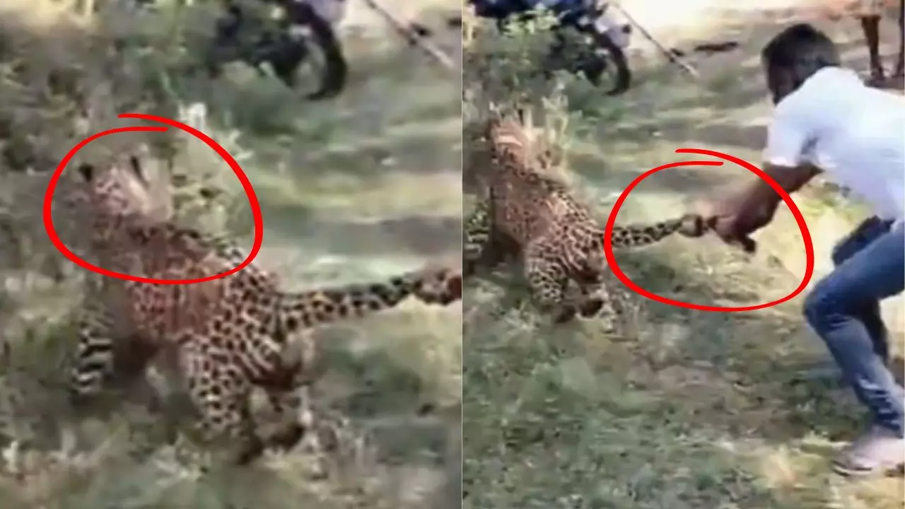कर्नाटक में तेंदुए का आतंक! शख्स ने पूंछ पकड़कर ऐसे घुमाया, देखें VIDEO कर्नाटक में तेंदुए का आतंक! शख्स ने पूंछ पकड़कर ऐसे घुमाया, देखें VIDEO