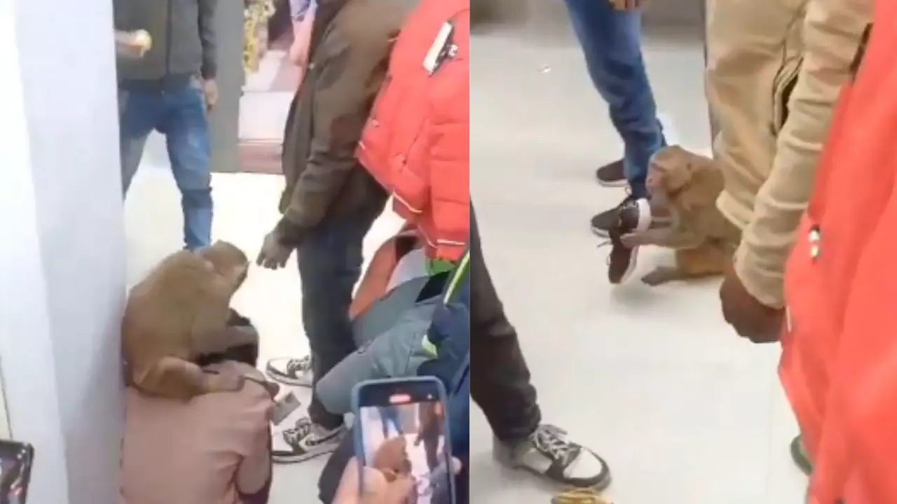मॉल के अंदर घुसा बंदर, खूब मचाया उत्पात; महिला का जूता छीनकर भागा, Video वायरल