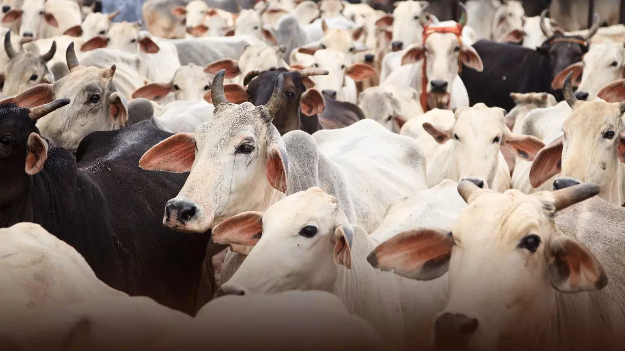 क्या है मंगला पशु बीमा योजना? राजस्थान सरकार ने बढ़ाई अप्लाई करने की डेडलाइन