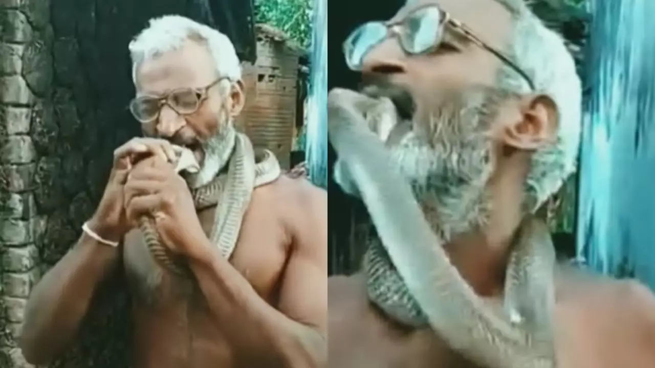 सांप खतरनाक या चाचा! देखते ही देखते शख्स ने दांतों से नाग के फन को दबाया, यूजर्स बोले- नागवंशी; VIDEO