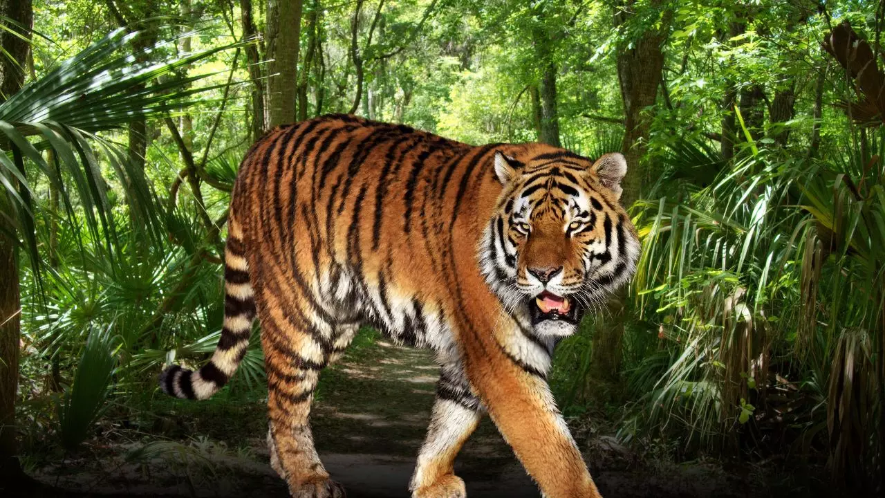 लखनऊ में खौफ का मंजर! खुलेआम शिकार की तलाश में घूम रहा बाघ, वन विभाग ने ग्रामीणों को किया अलर्ट