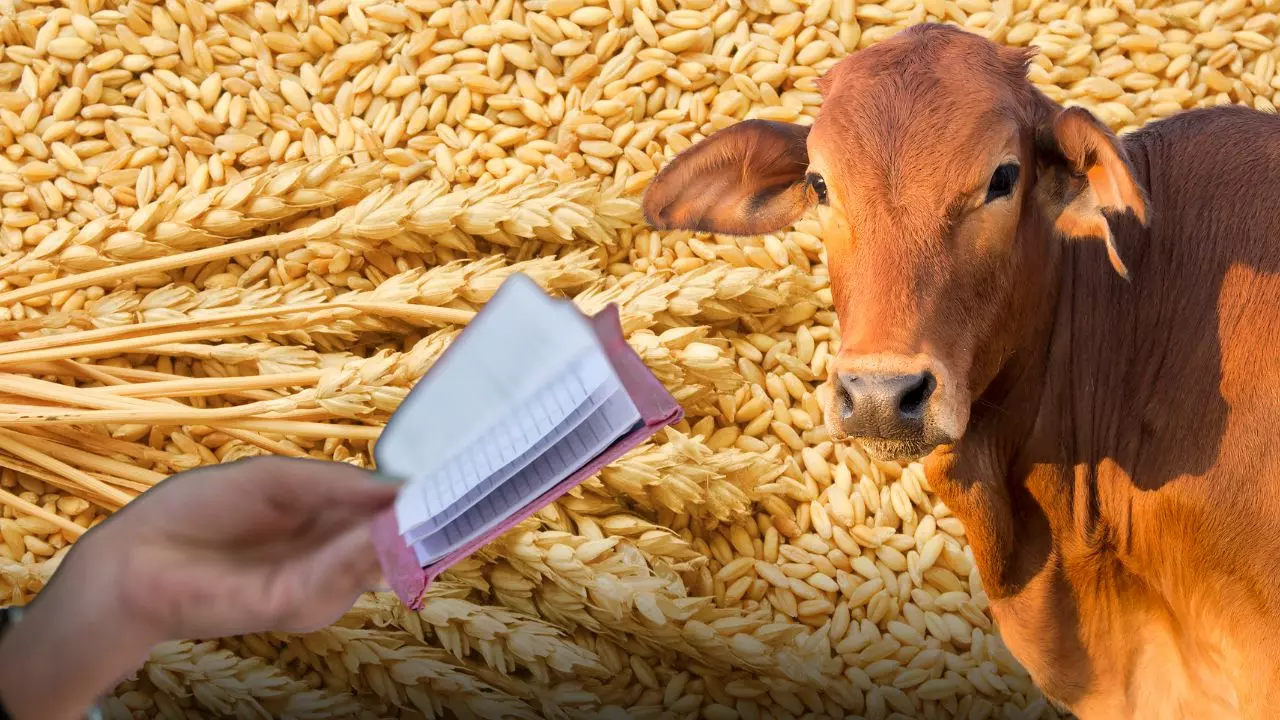 राजस्थान में जानवरों के नाम पर फ्री राशन ले रहे लोग! भजनलाल सरकार ने बनाया एक्शन प्लान राजस्थान में जानवरों के नाम पर फ्री राशन ले रहे लोग! भजनलाल सरकार ने बनाया एक्शन प्लान