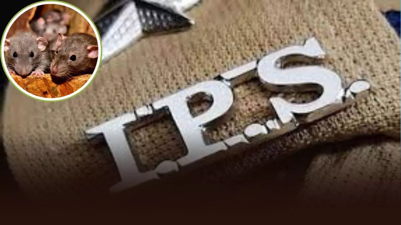 अफसर ने पहले चूहों की काटी गर्दन फिर जिंदा करने के लिए किया हवन... IPS ने किया अजीबोगरीब कांड