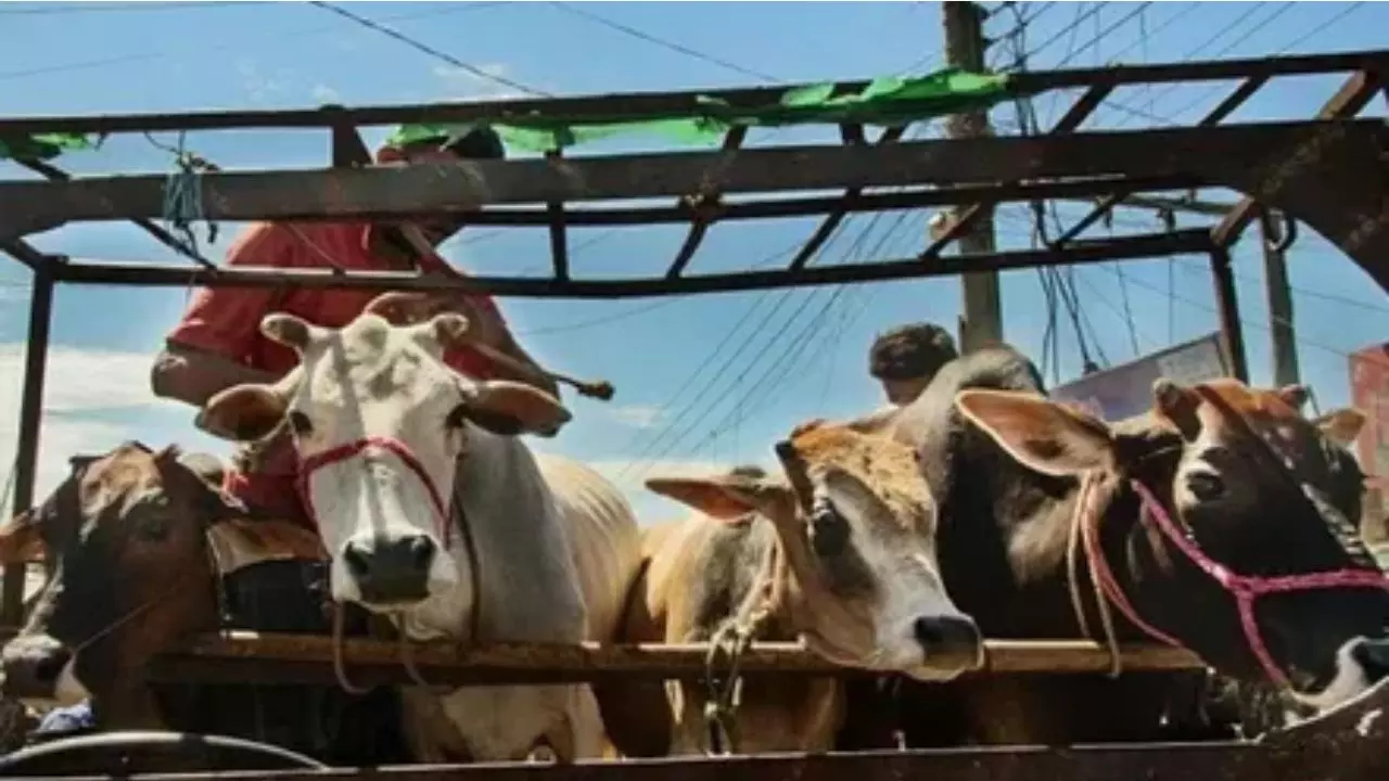 गौ तस्करी करने वालों को बीच चौराहे पर गोली मार दी जाएगी; इस मंत्री ने कर दिया एलान गौ तस्करी करने वालों को बीच चौराहे पर गोली मार दी जाएगी; इस मंत्री ने कर दिया एलान