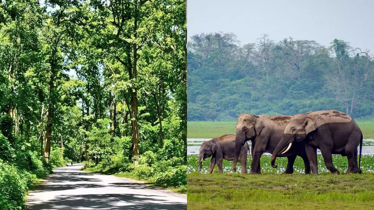 असम में तेजी से हो रही वनों की कटाई, NGT ने केंद्र और राज्य सरकार को भेजा नोटिस