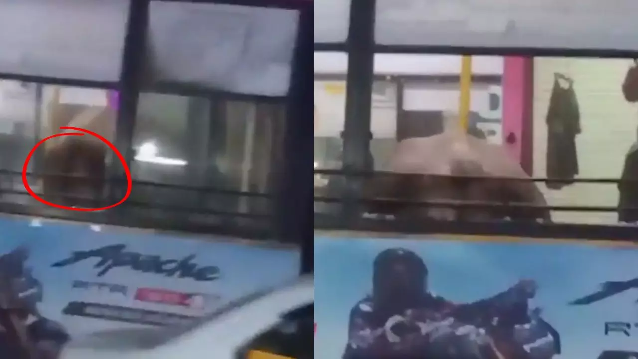 बस में यात्री बनकर बैठा सांड! फिर ऐसी मचाई तोड़-फोड़, खिड़की से भागे ड्राइवर और कंडक्टर | VIDEO