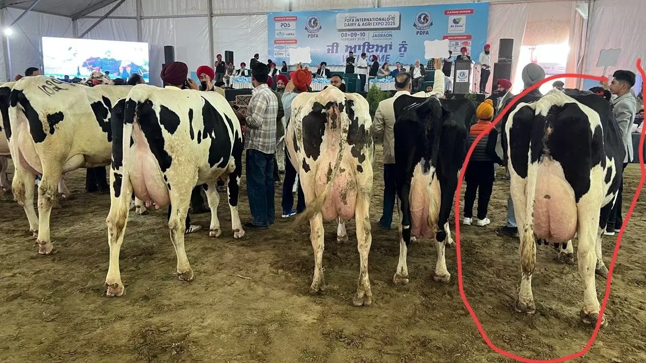 गाय है कि दूध देने वाली मशीन! 24 घंटे में 82 लीटर दूध देकर बनाया नेशनल रिकॉर्ड