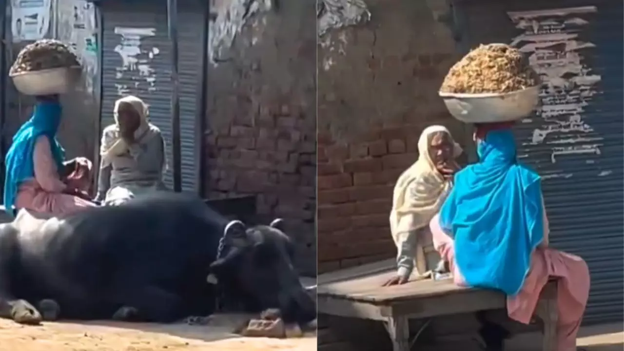 दादी का दिखा गजब स्वैग! बात करने में इतनी Busy की भूल गई सिर पर रखा बोझा | VIDEO