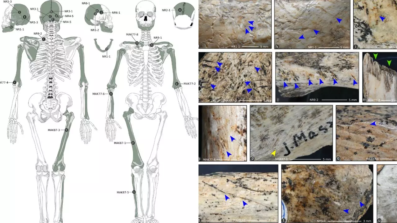 क्या Ice Age में इंसानों का दिमाग खाते थे कुछ लोग? पोलैंड की गुफा में मिले सबूत क्या Ice Age में इंसानों का दिमाग खाते थे कुछ लोग? पोलैंड की गुफा में मिले सबूत