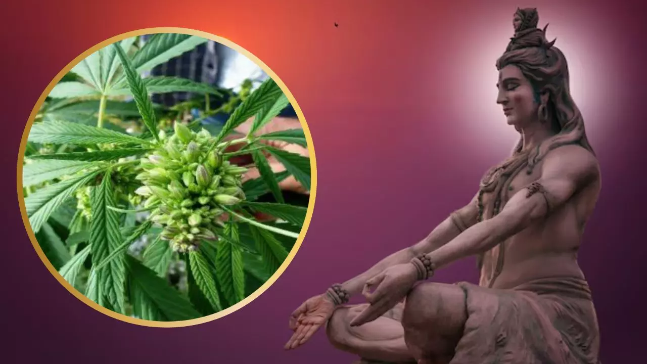 Maha Shivratri 2025: भगवान शिव का भांग से क्या है संबंध? जानें क्यों इसे माना जाता है प्रसाद