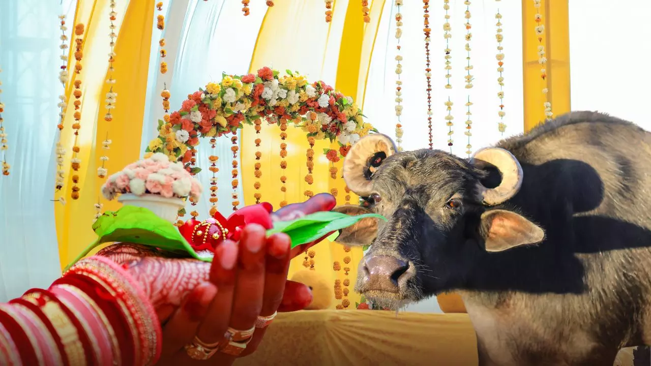 भैंस खरीदने के लिए दूसरी शादी करने पहुंची महिला! सामूहिक विवाह में ऐसे खुली पोल भैंस खरीदने के लिए दूसरी शादी करने पहुंची महिला! सामूहिक विवाह में ऐसे खुली पोल