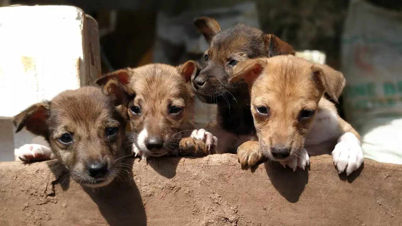 पंजाब में पेट डॉग रखना आसान नहीं! मान सरकार ने जारी किया नया फरमान, पूरी करनी होगी ये शर्तें