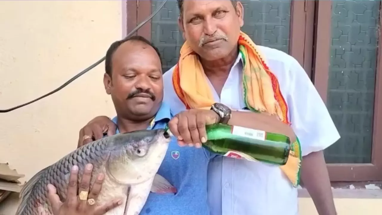 हाय राम! अच्छा है मैं अंधा हूं, मछली को बीयर पिलाने का Video Viral; यूजर्स बोले- इससे अच्छा तो...