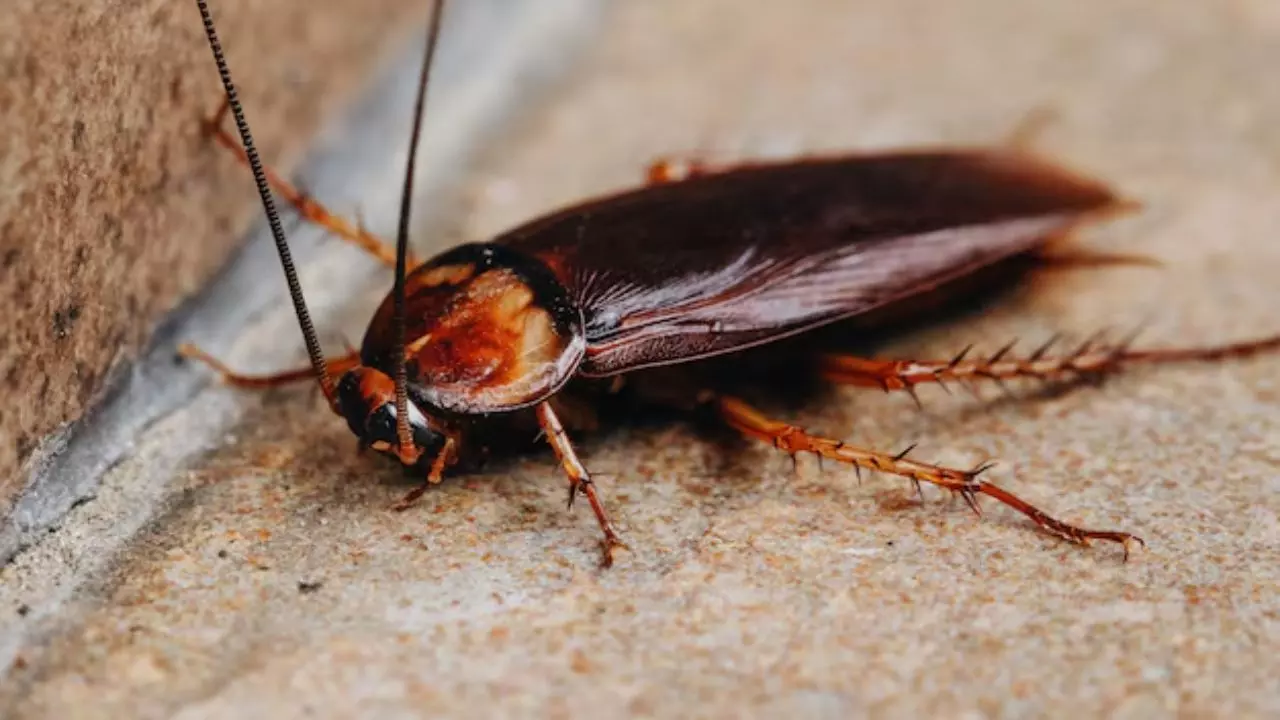 क्या अब आने वाली जनरेशन पीएगी Cockroach Milk? जानें क्या कहती है स्टडी