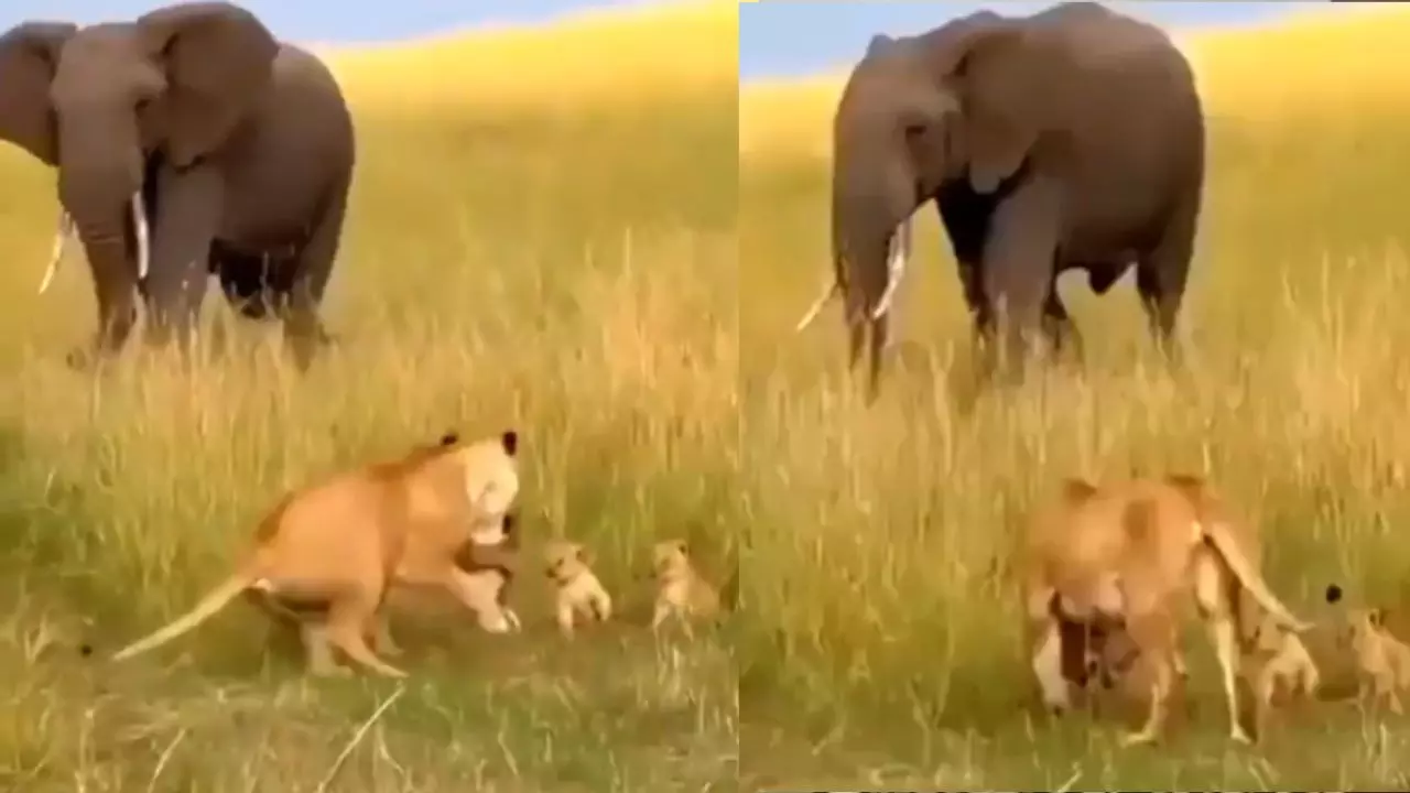 कोई हाथ नहीं लगाएगा! हाथी ने शेरनी को खदेड़ा और बच्‍चों को छोड़ा; यूजर्स बोले - इसे कहते हैं King of...