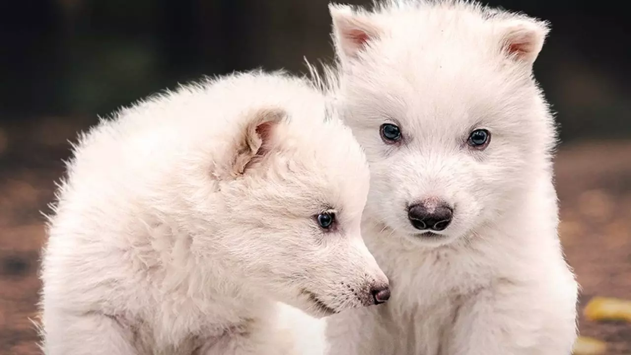 फिर जिंदा हुए गेम ऑफ थ्रोन्स के Dire Wolf, 12000 सालों से थे गायब, जानें कैसे हुआ ये कमाल