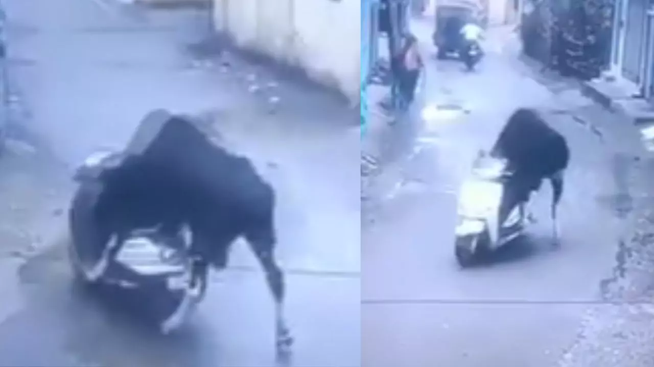 आवारा सांड ने की स्कूटी की सवारी! फैंस बोले- Ride का मजा ले रहे जनाब, Viral Video आवारा सांड ने की स्कूटी की सवारी! फैंस बोले- Ride का मजा ले रहे जनाब, Viral Video