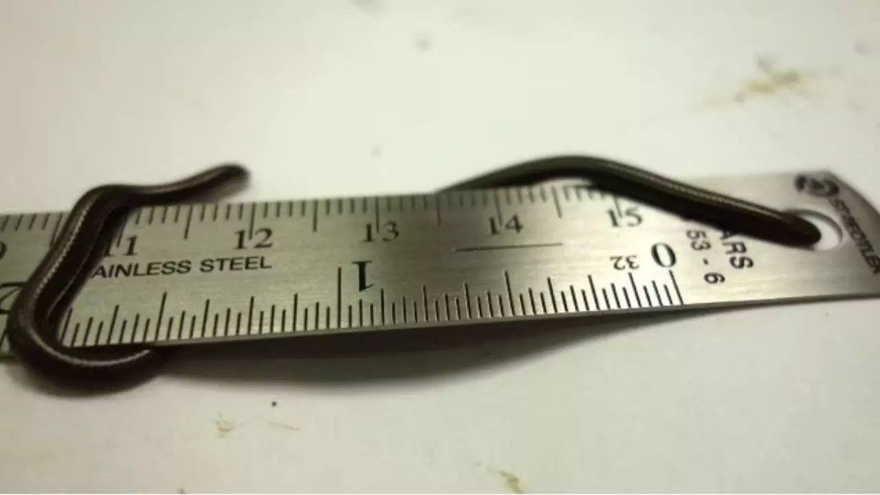 Smallest Snake In The World: दुनिया का सबसे छोटा सांप! लंबाई इतनी कि एक सिक्के पर लिपट जाए