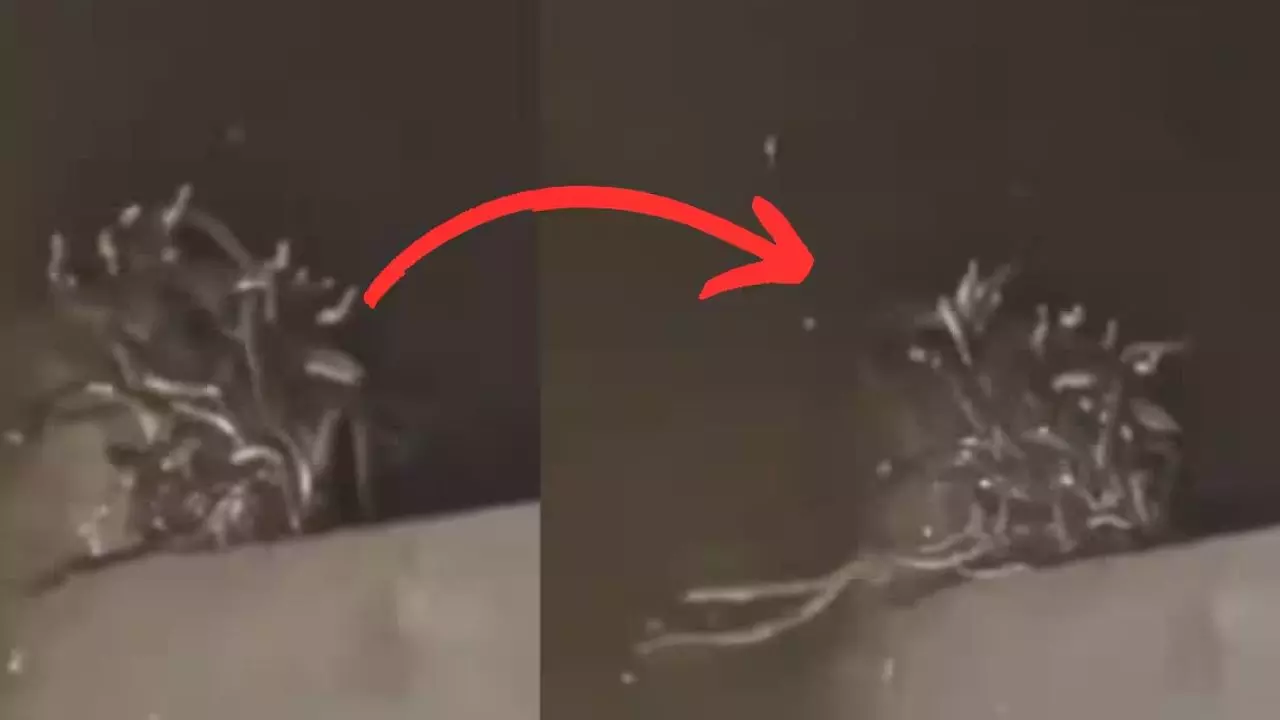 घर में बनी सांपों की कॉलोनी! शौचालय की टंकी से दिखा सांपों का झुंड, Video देख लोग बोले- ये तो नागलोक...