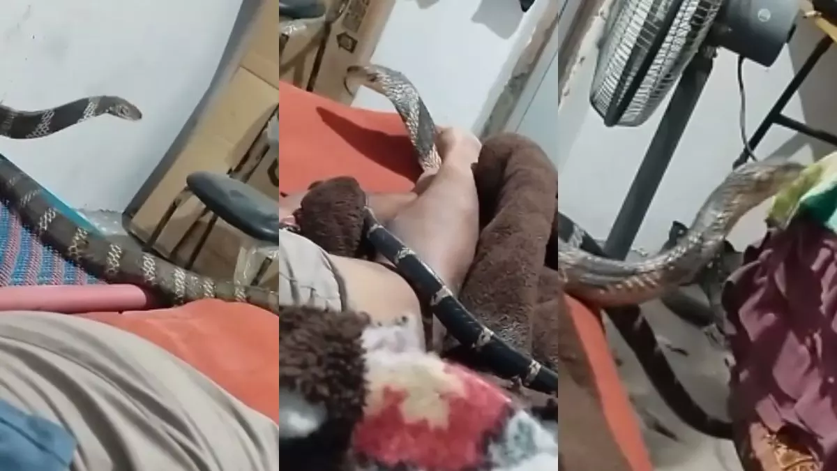 बिस्तर पर रेंगता दिखा जहरीला किंग कोबरा, शांति से लेटा रहा शख्स; कैमरे में कैद हुआ रोंगटे खड़े कर देने वाला मंजर