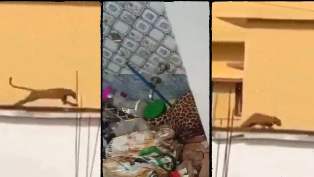 घर के वॉशरूम में घुसा खूंखार तेंदुआ, VIDEO देख यूजर्स ने कहा- नहाने गया...