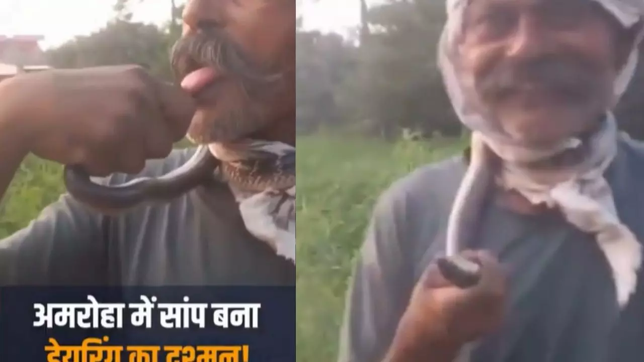 कोबरा से खेलते-खेलते जीभ पर मौत ले आया! Video देख लोगों ने कहा- इसे कहते हैं मौत का चुम्मा