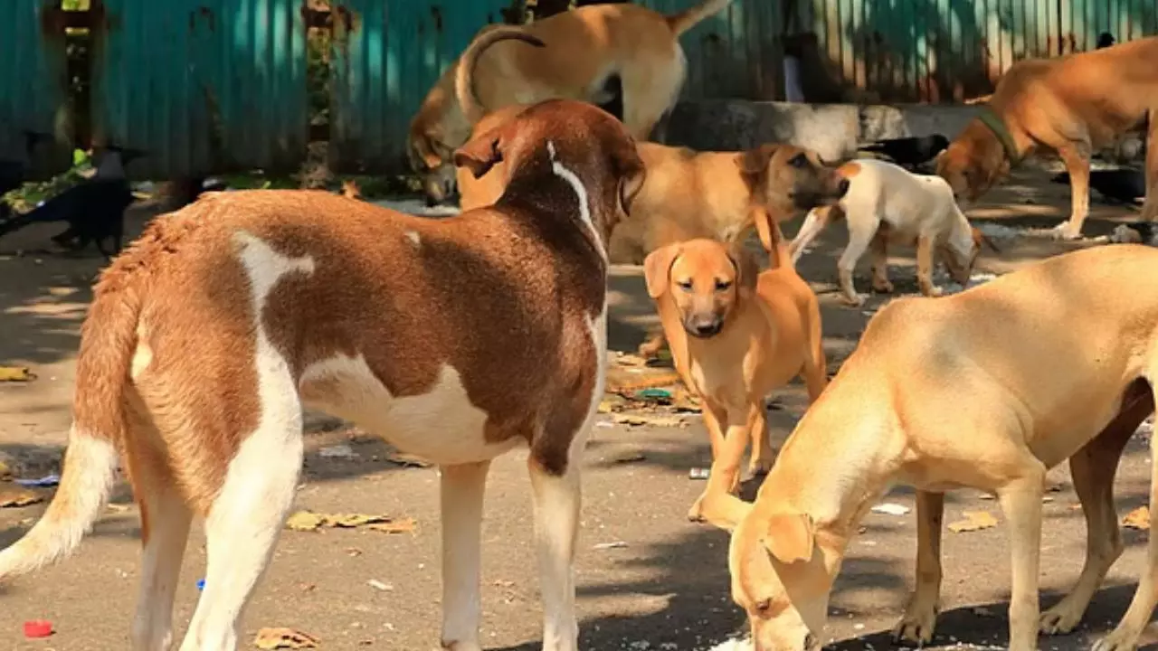 इस शहर में हर दिन 100 से ज्‍यादा लोगों को काटते हैं कुत्ते, वेलकम टू The City Beautiful...