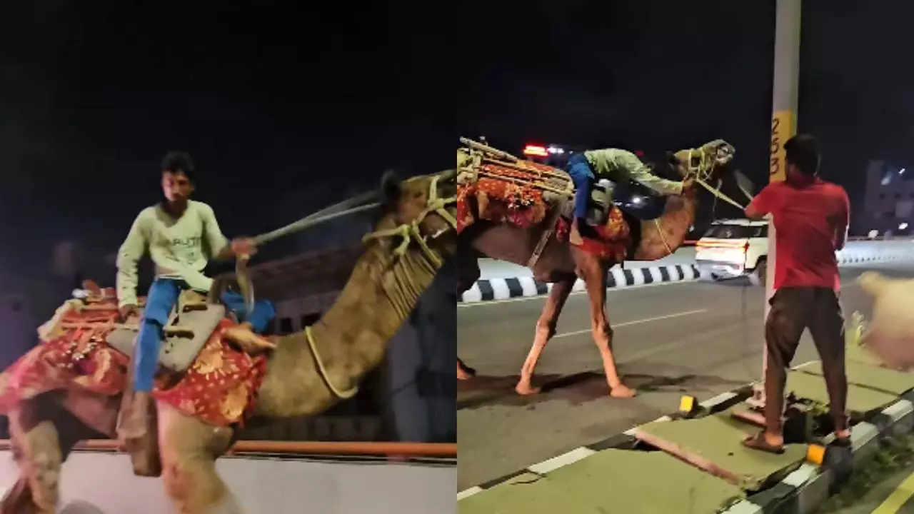 ना घोड़ा-ना बाइक, ऊंट पर एक्सप्रेसवे की हवा लेने निकला शख्स, नशे में था धुत, देखें वायरल VIDEO