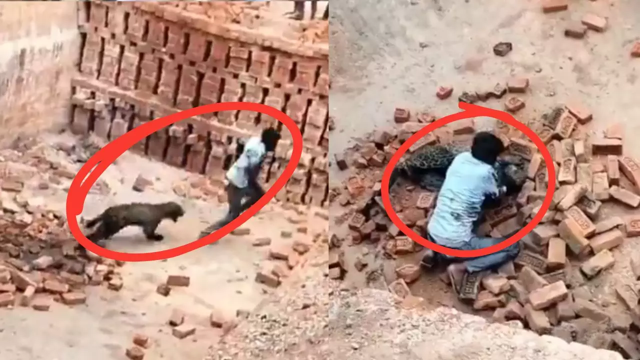 ईंट भट्ठे पर घुसा तेंदुआ, कई मिनट तक युवक और तेंदुए के बीच चली उठा पटक; हैरान कर देगा यह लखीमपुर का Video ईंट भट्ठे पर घुसा तेंदुआ, कई मिनट तक युवक और तेंदुए के बीच चली उठा पटक; हैरान कर देगा यह लखीमपुर का Video
