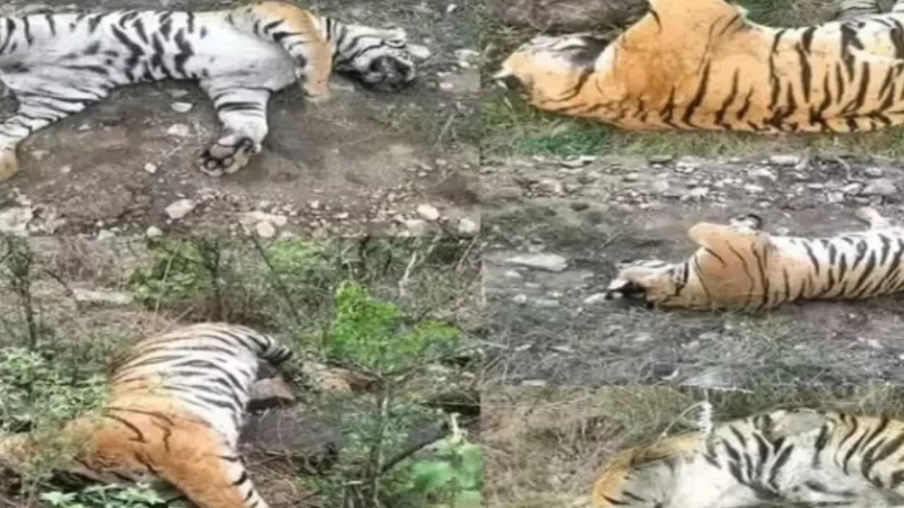 कर्नाटक में जहर देकर मारे गए 4 शावक समेत 5 बाघ! कौन देगा जवाब? अधिकारियों की भी मिलीभगत का शक कर्नाटक में जहर देकर मारे गए 4 शावक समेत 5 बाघ! कौन देगा जवाब? अधिकारियों की भी मिलीभगत का शक