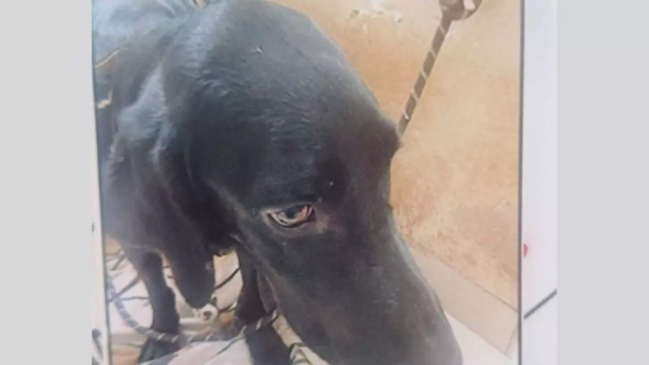 महिला ने तांत्रिक अनुष्ठान के नाम पर पालतू कुत्ते का काटा गला, लाश को फ्लैट में छिपाकर रखा कई दिन तक...