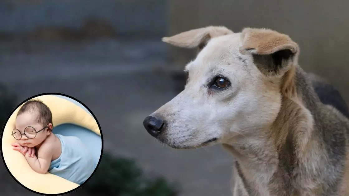 लापरवाही या साजिश! चरखी दादरी में नवजात के शव को जबड़े में दबाकर घूमता दिखा कुत्ता, पुलिस ने दिए जांच के आदेश