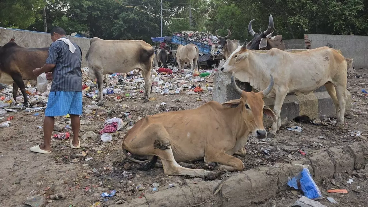 आप हरियाणा में Disneyland बनाना चाहते हैं... जेट एयरवेज के पूर्व CEO ने शेयर की गुरुग्राम में कूड़े के ढेर की तस्वीरें