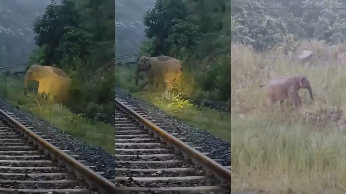 मानवता की मिसाल! मां के लिए 2 घंटे तक रुकी रही ट्रेन, हथिनी ने रेलवे ट्रैक पर दिया बच्चे को जन्म; केंद्रीय मंत्री ने शेयर किया वीडियो मानवता की मिसाल! मां के लिए 2 घंटे तक रुकी रही ट्रेन, हथिनी ने रेलवे ट्रैक पर दिया बच्चे को जन्म; केंद्रीय मंत्री ने शेयर किया वीडियो