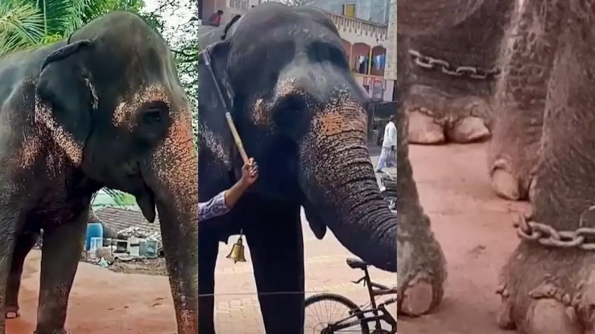 36 वर्षीय हथिनी महादेवी को जंजीरों से मिली आज़ादी! सुप्रीम कोर्ट ने सुनाया एतिहासिक फैसला, फिर भी हो रहा विरोध; आखिर क्यों?