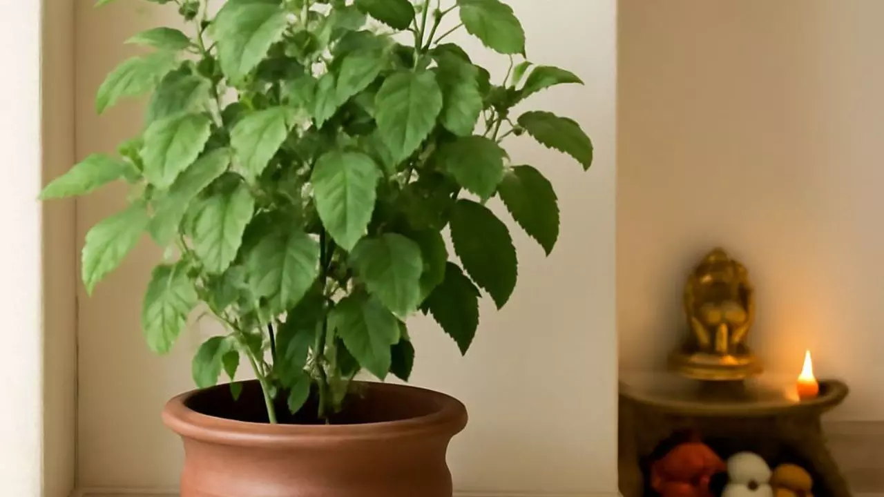 तुलसी के पौधे पर अर्पित करें ये चीजें, नहीं होगी धन की कमी, मां लक्ष्मी की मिलेगी विशेष कृपा