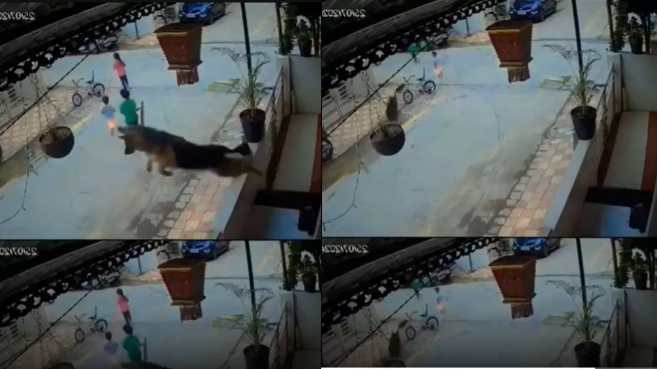 डोगेश भाई निकले सुपरहीरो! पीछे पड़ा था अवारा कुत्ता, बच्चों को बचाने के लिए बालकनी से जमर्न शेफर्ड ने मारी छलांग, Video वायरल