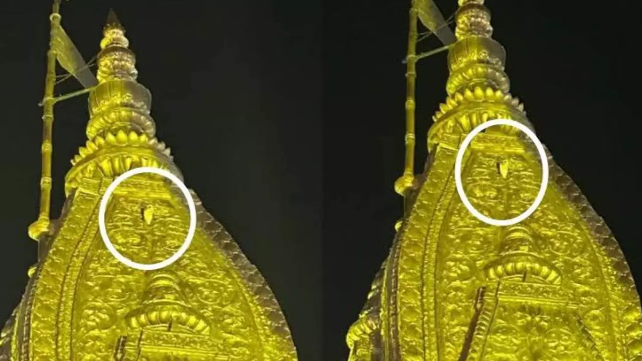 स्वर्ण शिखर पर सफेद उल्लू: काशी विश्वनाथ धाम में दिखा दिव्य संकेत, श्रद्धालुओं ने माना लक्ष्मी कृपा का प्रतीक