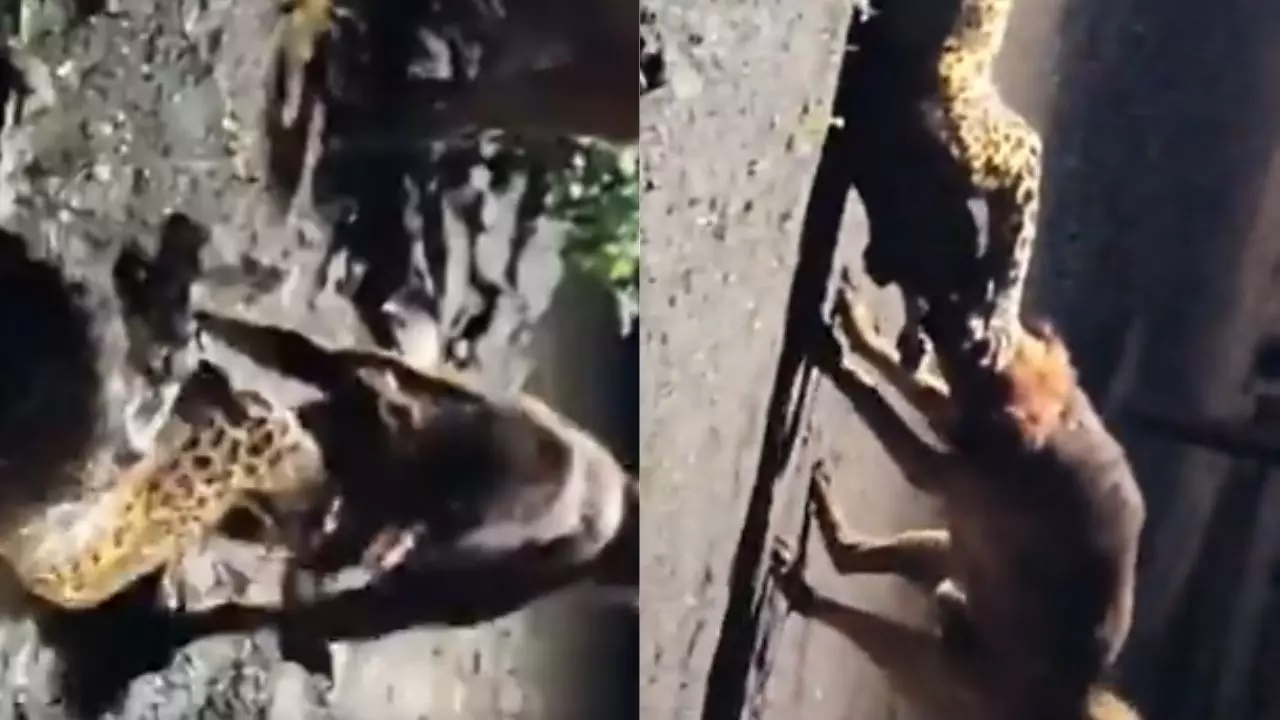 देसी कुत्ता बना जंगल का सिंघम! 300 मीटर तक तेंदुए को घसीटने का VIDEO आया सामने