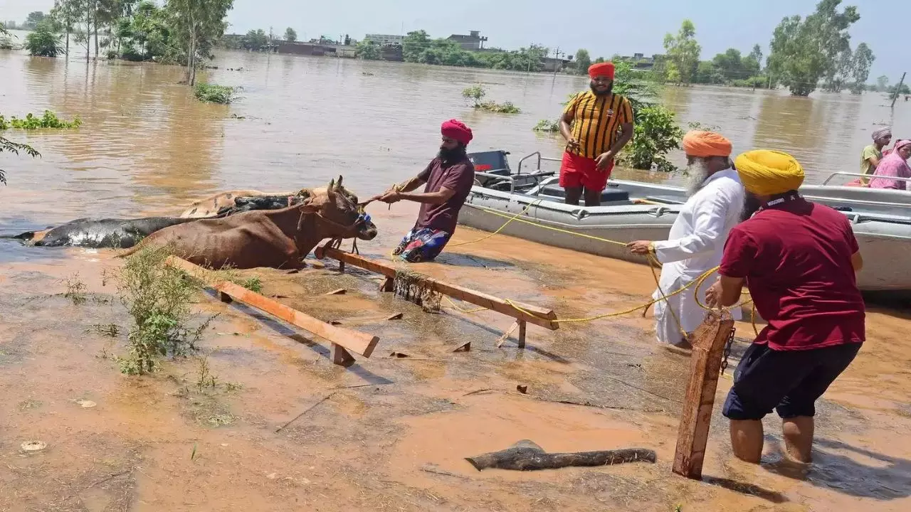 पंजाब में जल प्रलय! पाकिस्तान से लगी सीमा पर बह गई 30 KM फेंसिंग, अब तक 43 लोगों की मौत; देखें तबाही के VIDEO पंजाब में जल प्रलय! पाकिस्तान से लगी सीमा पर बह गई 30 KM फेंसिंग, अब तक 43 लोगों की मौत; देखें तबाही के VIDEO